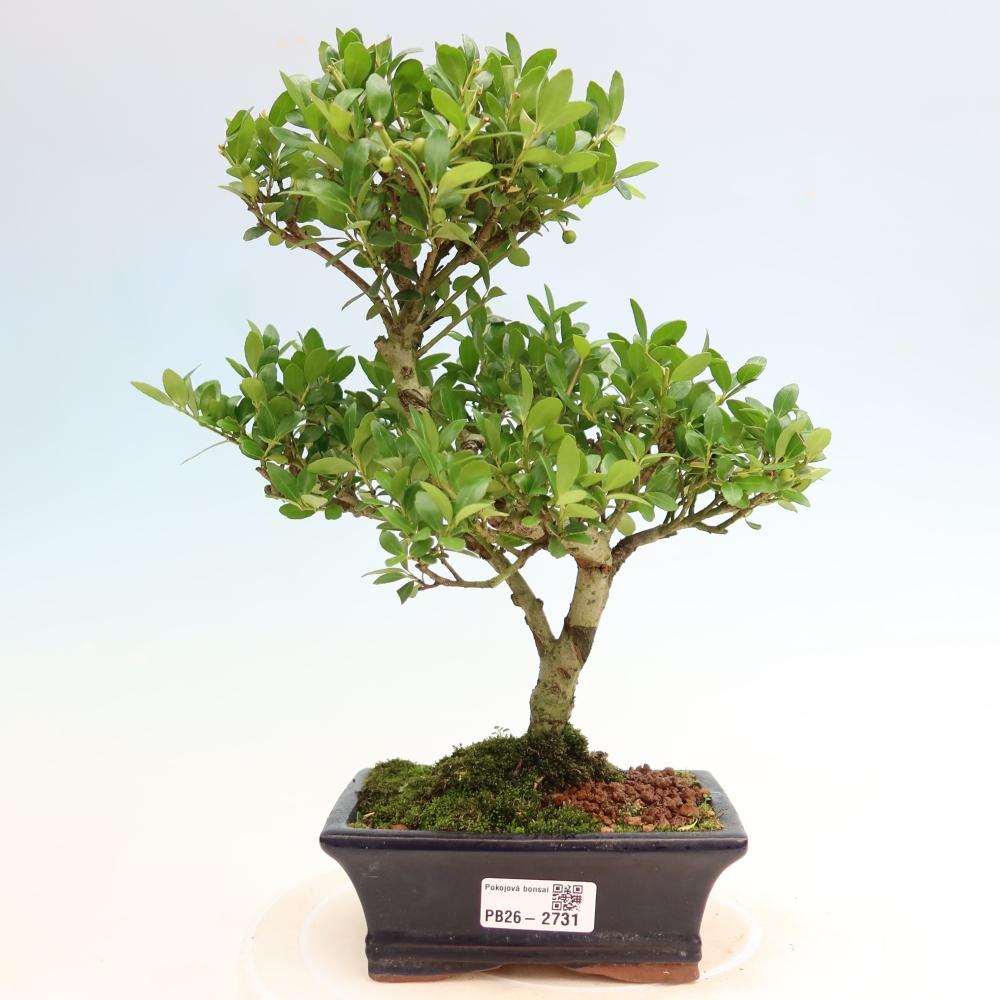 Pokojová bonsai - Ilex crenata - Cesmína