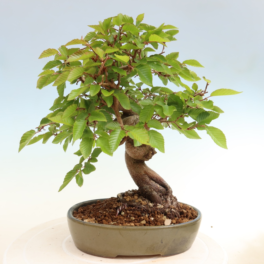 Venkovní bonsai -Carpinus coreana - Habr korejský