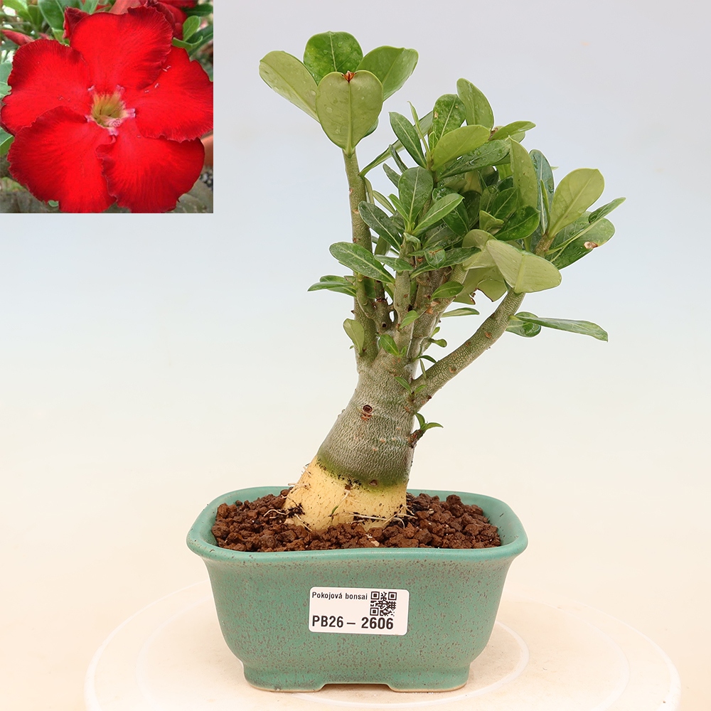 Pokojová bonsai - Adenium obesum Red Star - Pouštní růže
