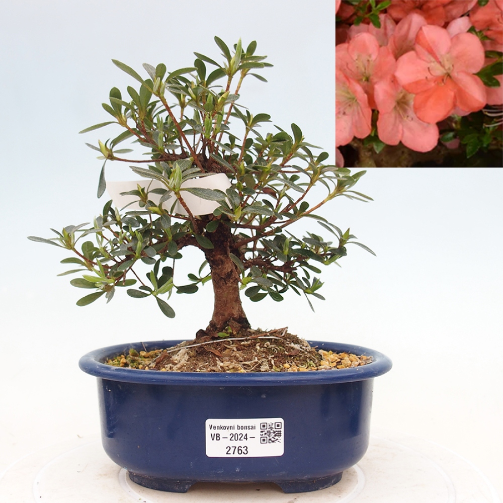 Venkovní bonsai - Japonská azalka - Azalea Asazakura