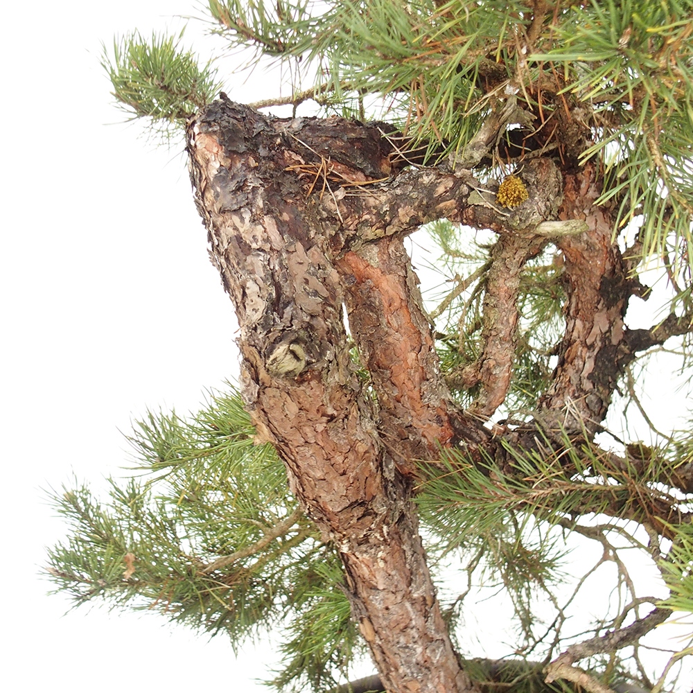 Yamadori - Pinus sylvestris Španělsko