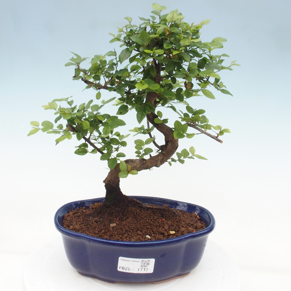 Pokojová bonsai - Sagerécie thea - Sagerécie thea