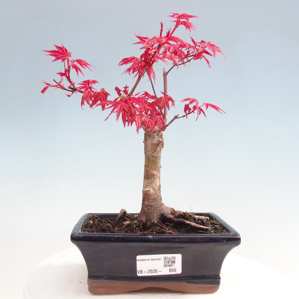 Venkovní bonsai - Javor dlanitolistý - Acer palmatum DESHOJO