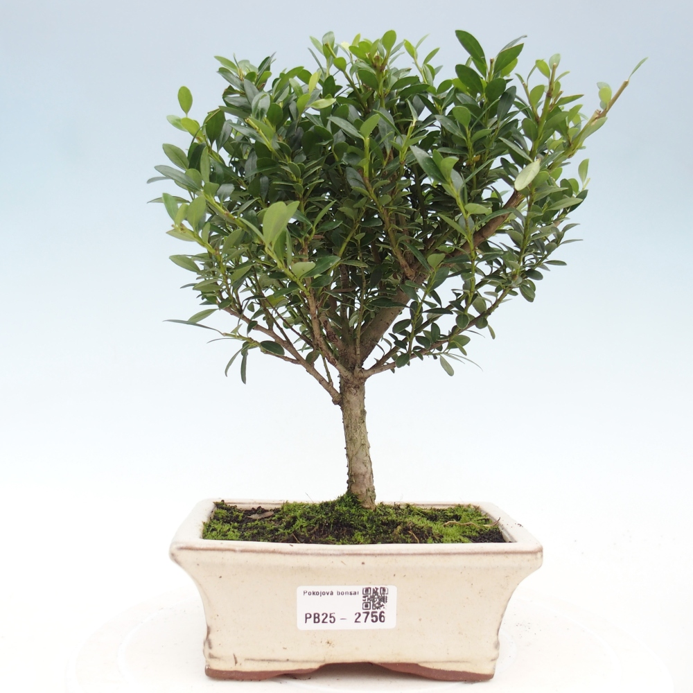 Pokojová bonsai - Ilex crenata - Cesmína