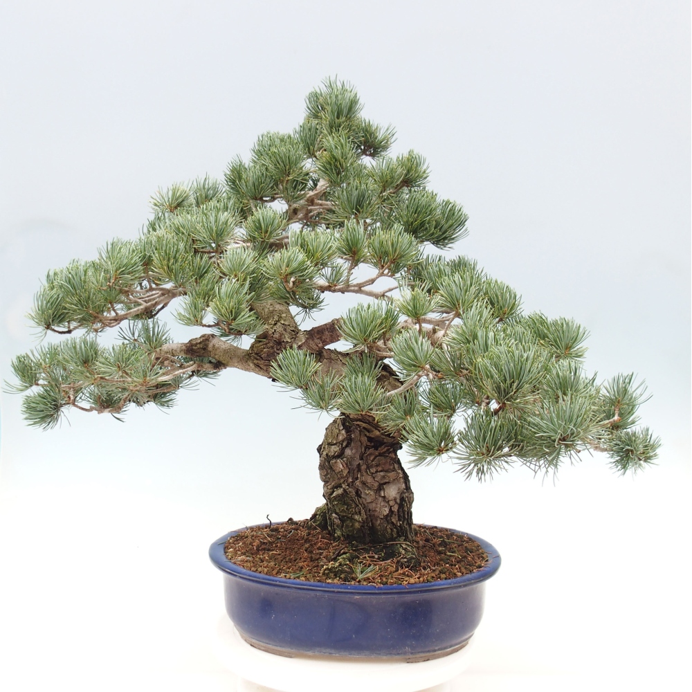 Venkovní bonsai - Pinus parviflora - Borovice drobnokvětá