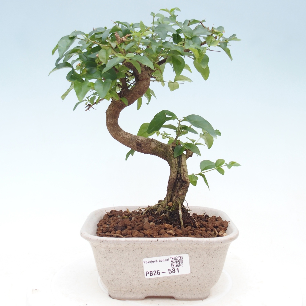 Pokojová bonsai -Ligustrum chinensis - Ptačí zob