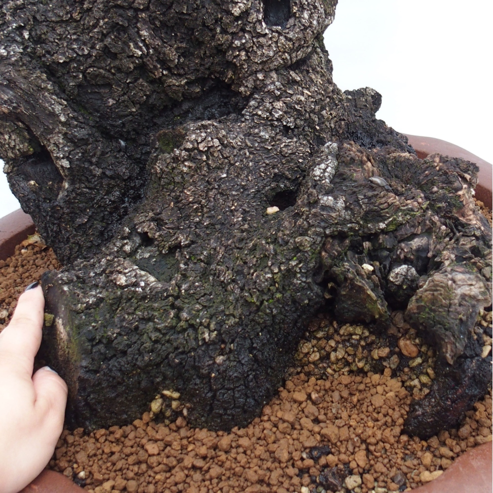Yamadori - Quercus Ilex -Dub cesmínovitý