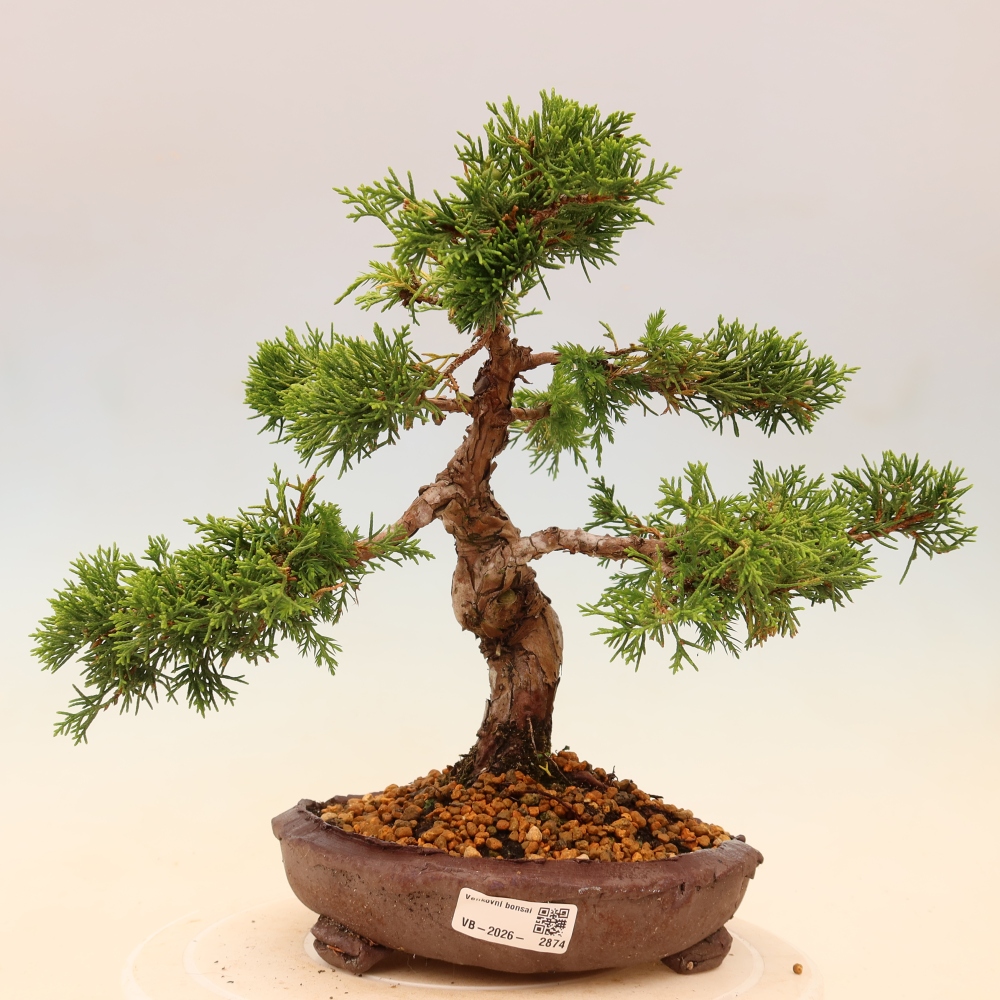 Venkovní bonsai - Juniperus chinensis Itoigawa -Jalovec čínský