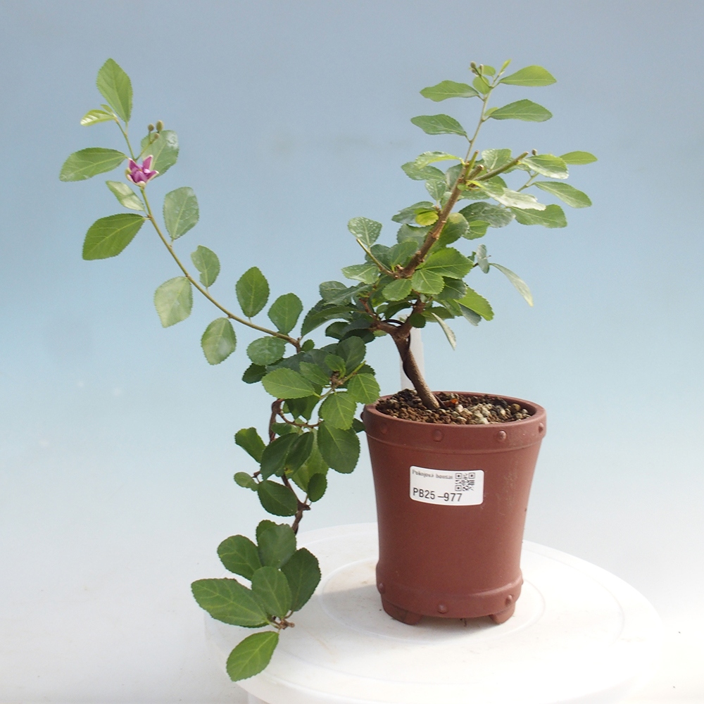 Pokojová bonsai - Grewia occidentalis - Hvězdice levandulová
