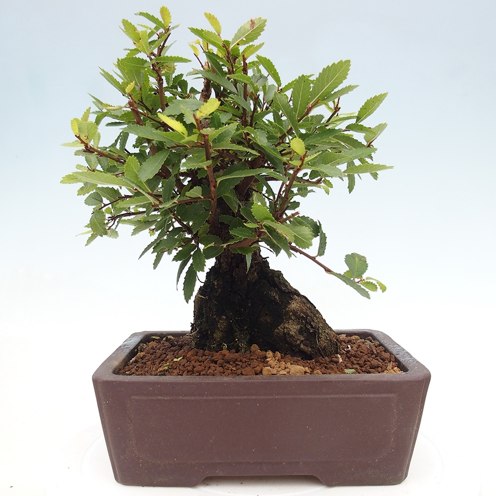 Venkovní bonsai - Zelkova - Zelkova NIRE