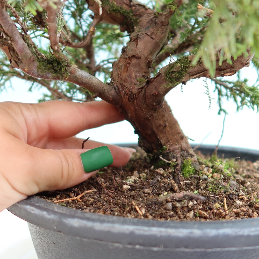 Venkovní bonsai - Juniperus chinensis Itoigawa-Jalovec čínský
