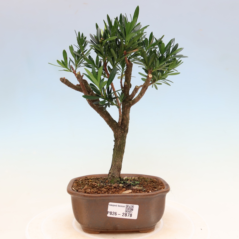 Pokojová bonsai - Podocarpus - Kamenný tis