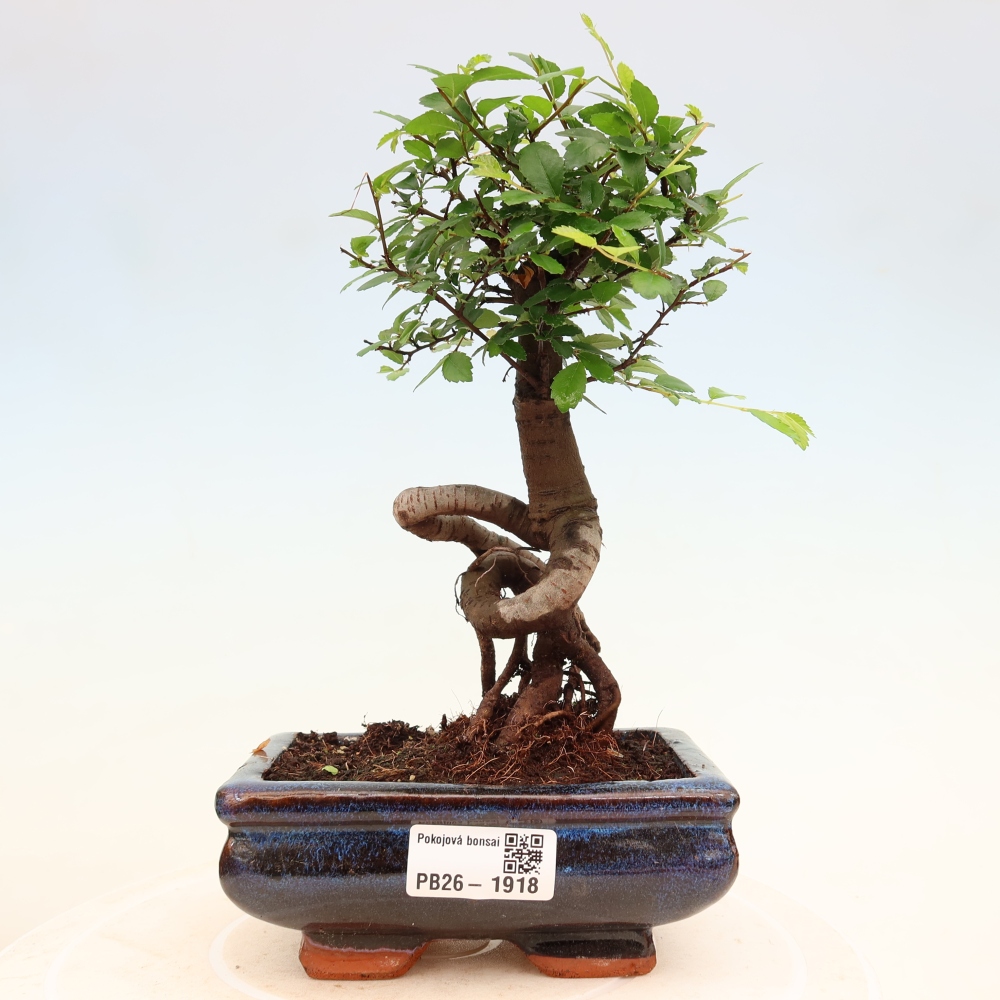 Pokojová bonsai - Ulmus parvifolia - Malolistý jilm
