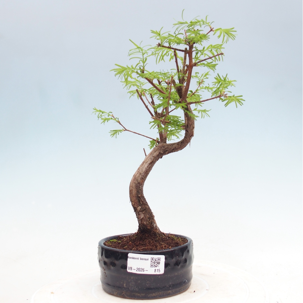Venkovní bonsai - Metasequoia glyptostroboides - Metasekvoje čínská