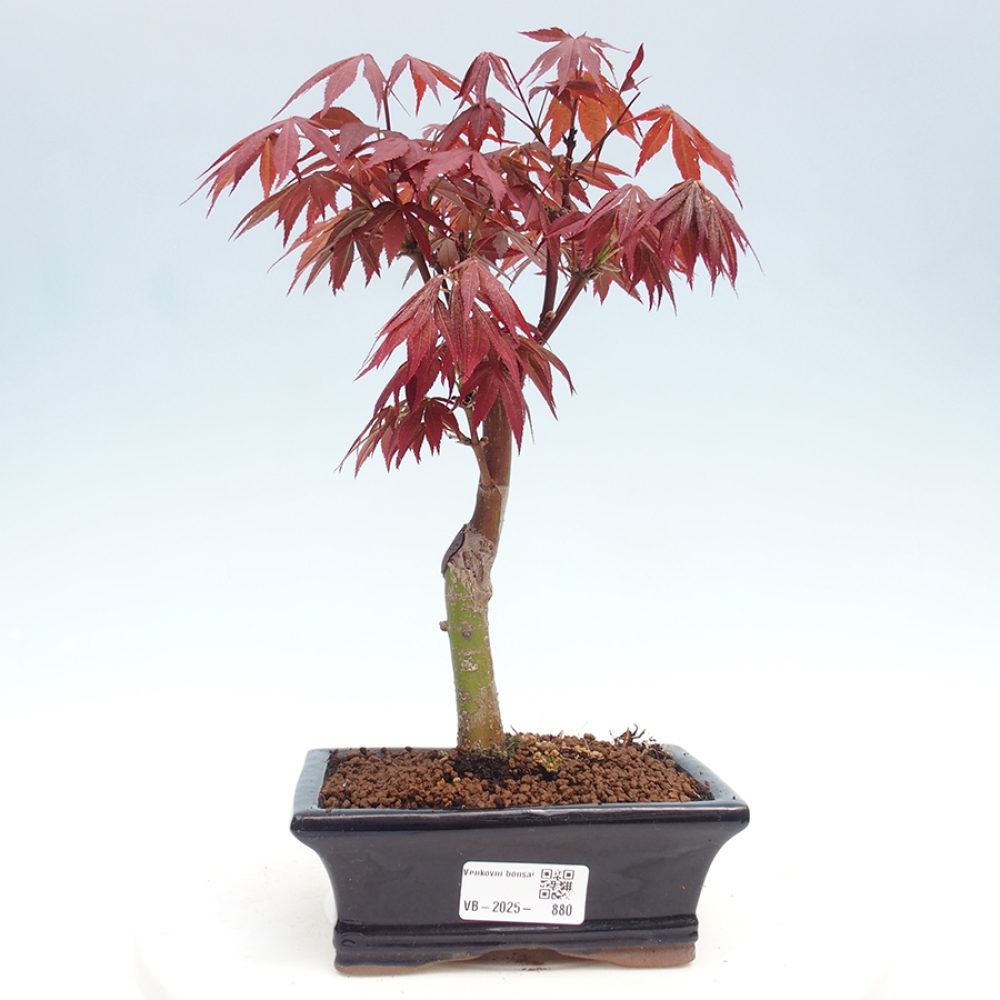 Venkovní bonsai - Acer palm. Atropurpureum-Javor dlanitolistý