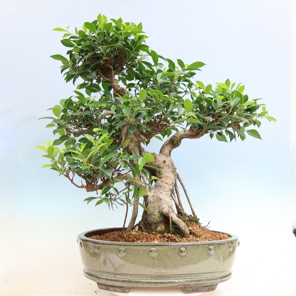 Pokojová bonsai - Ficus kimmen -  malolistý fíkus
