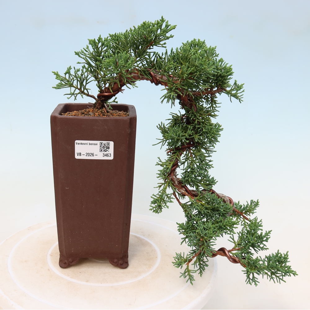 Venkovní bonsai - Juniperus chinensis Kishu -Jalovec čínský