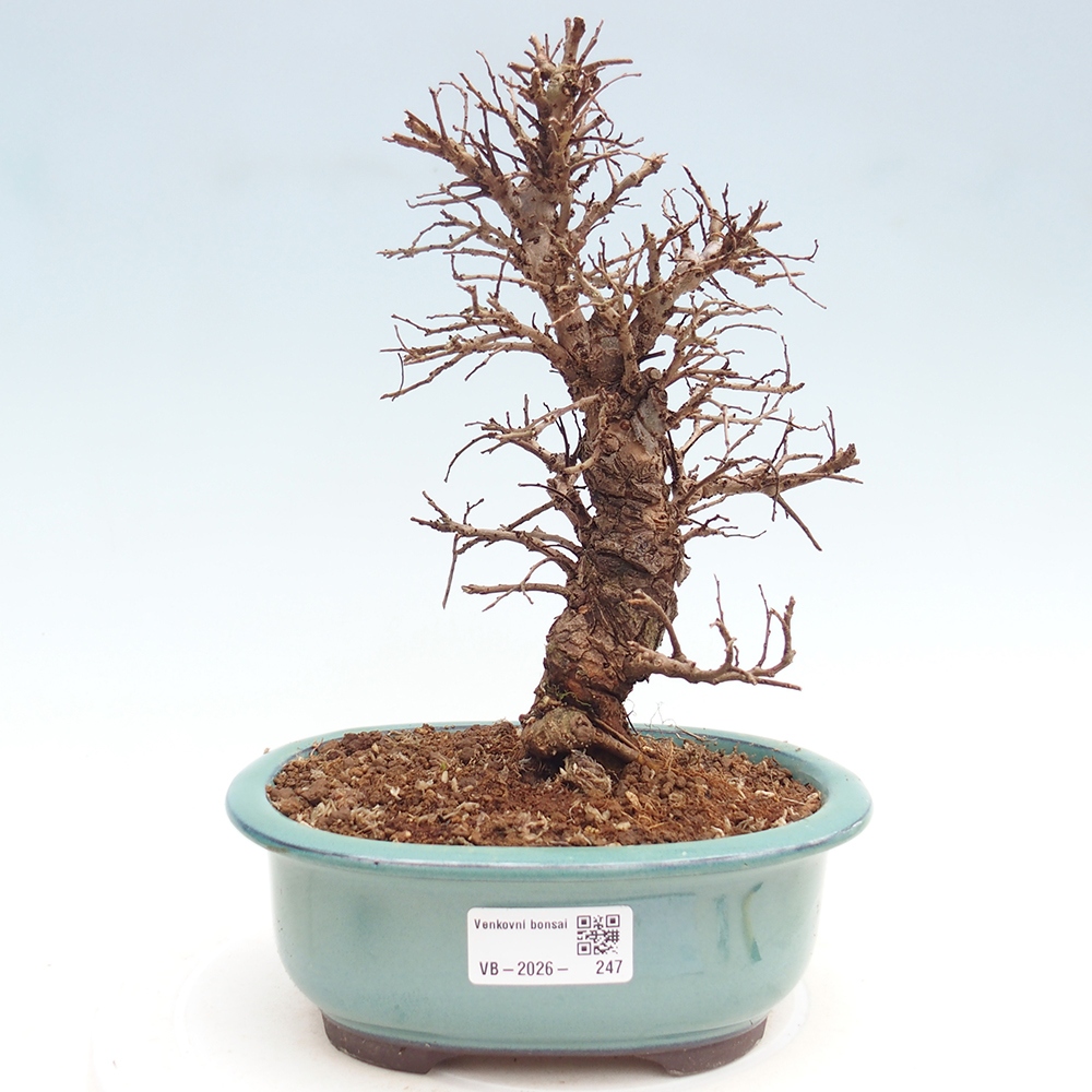 Venkovní bonsai - Zelkova - Zelkova NIRE