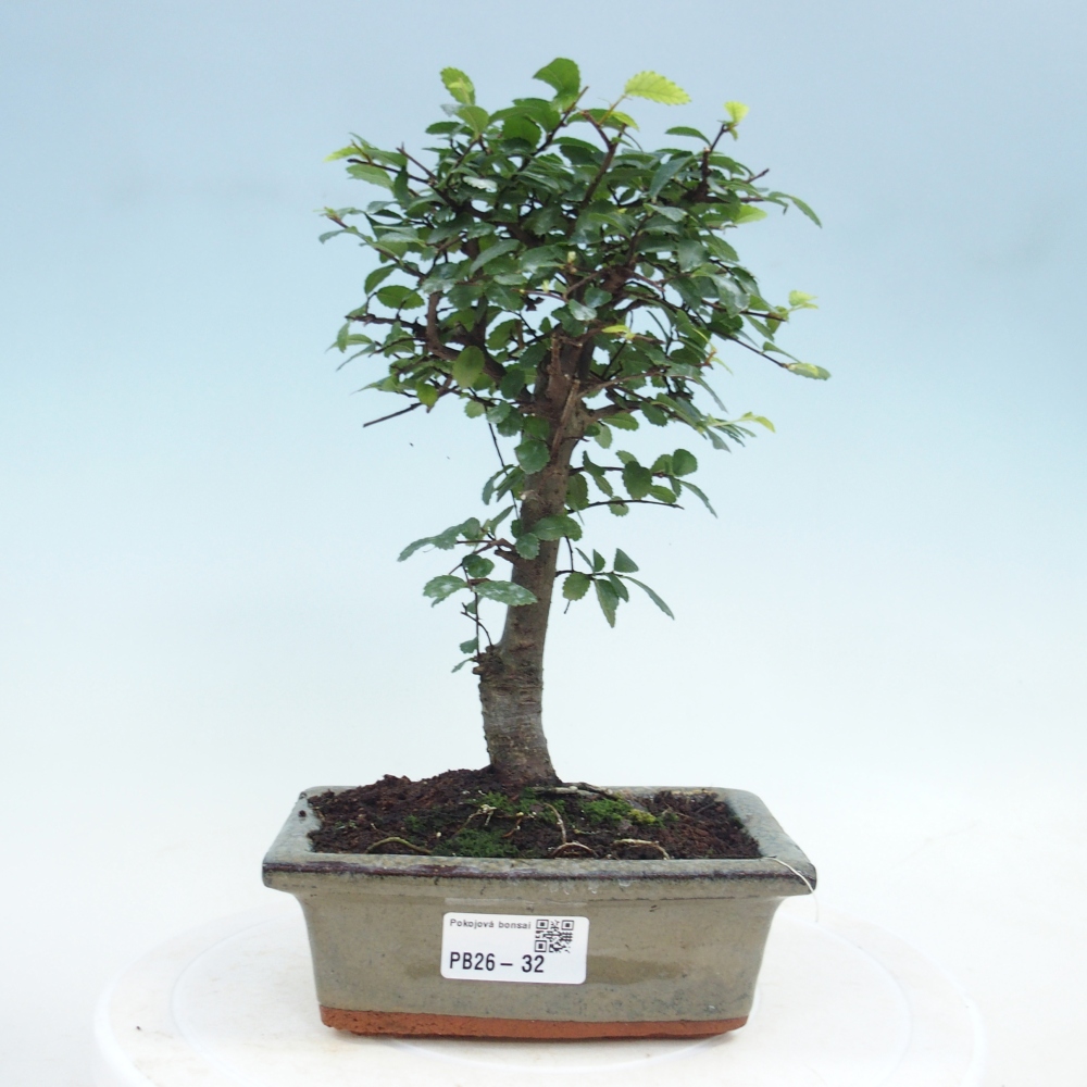 Pokojová bonsai - Ulmus parvifolia - Malolistý jilm