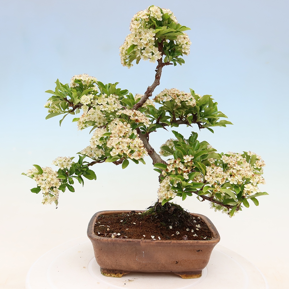 Venkovní bonsai - Pyracantha teton - Hlohyně šarlatová