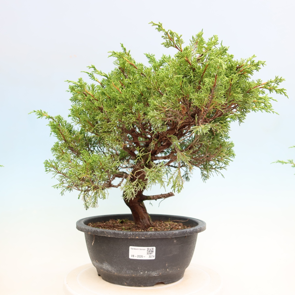 Venkovní bonsai - Juniperus chinensis Itoigawa-Jalovec čínský