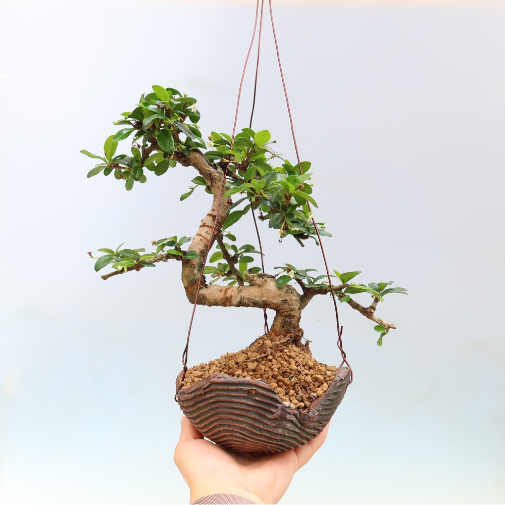 Kokedama v keramice - Čaj-fuki - Carmona macrophylla