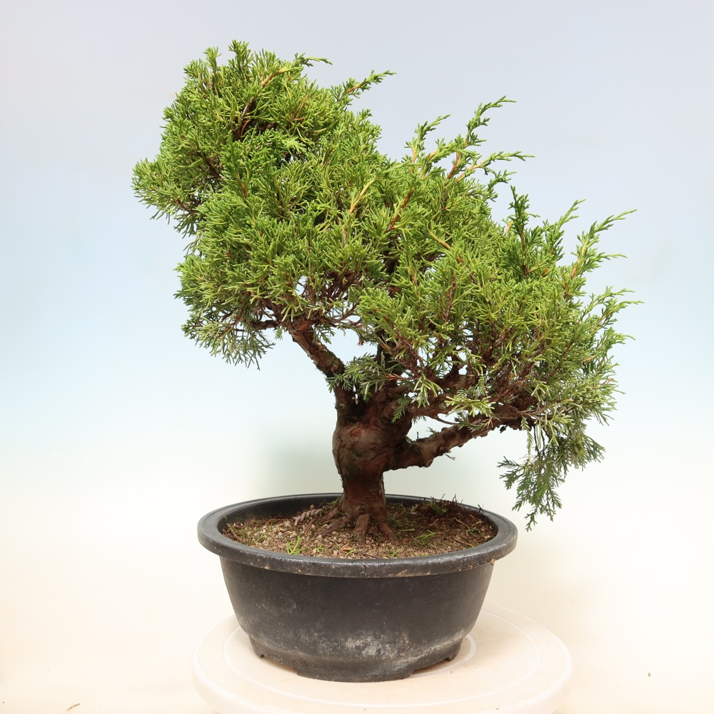 Venkovní bonsai - Juniperus chinensis Itoigawa-Jalovec čínský