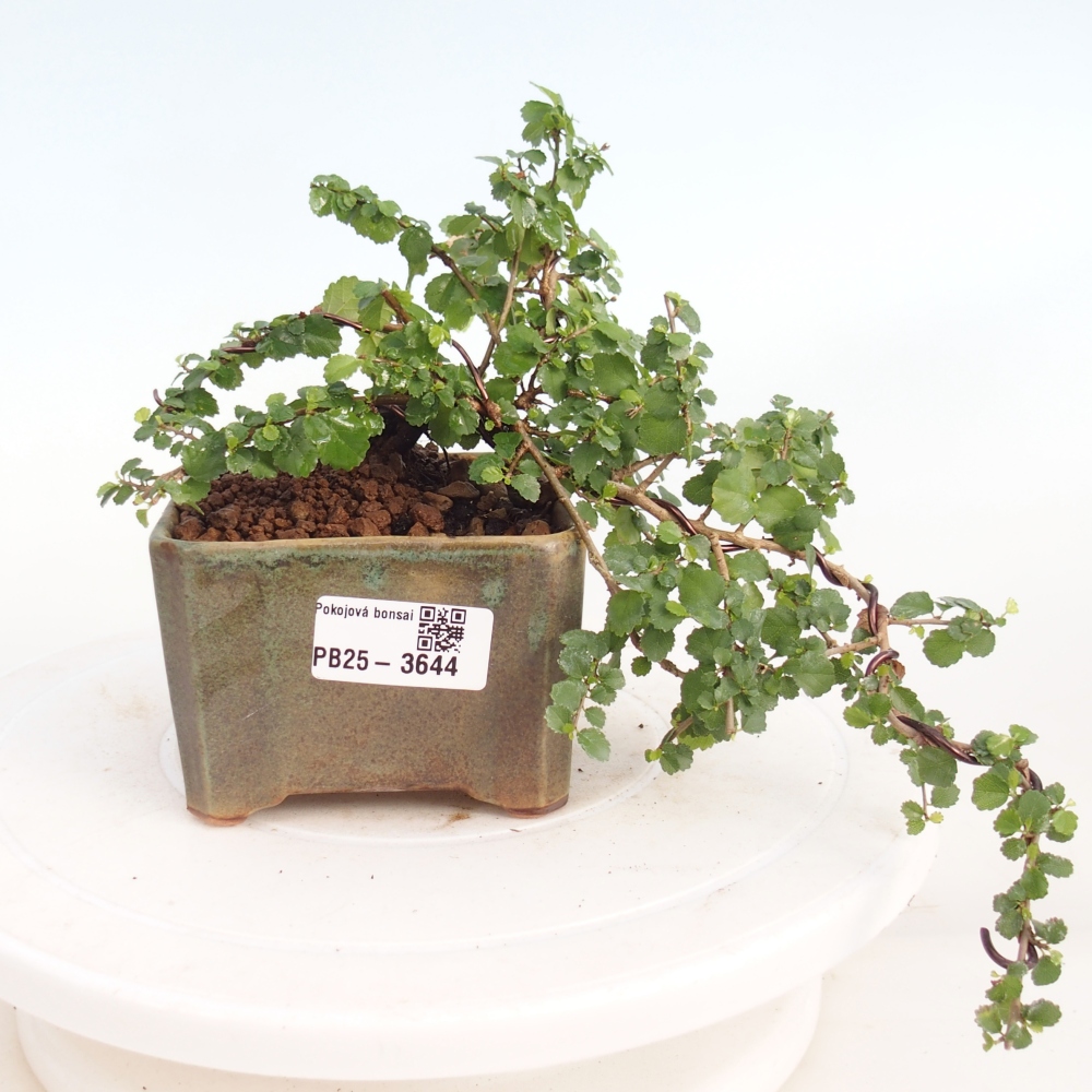 Pokojová bonsai - Grewia sp. - Grewie malolistá