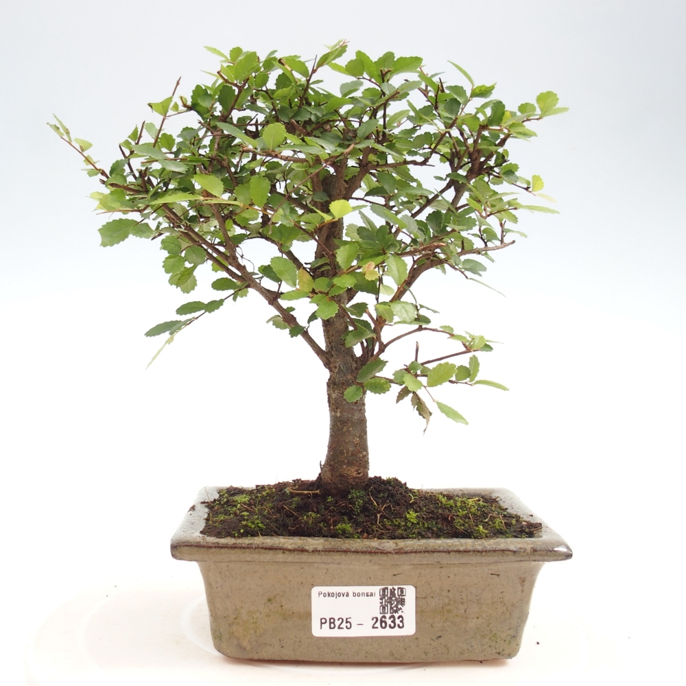 Pokojová bonsai - Ulmus parvifolia - Malolistý jilm