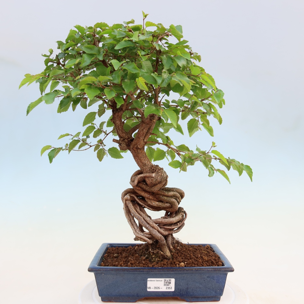 Venkovní bonsai -Carpinus coreana - Habr korejský