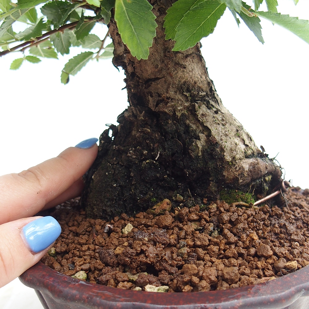 Venkovní bonsai - Zelkova - Zelkova NIRE