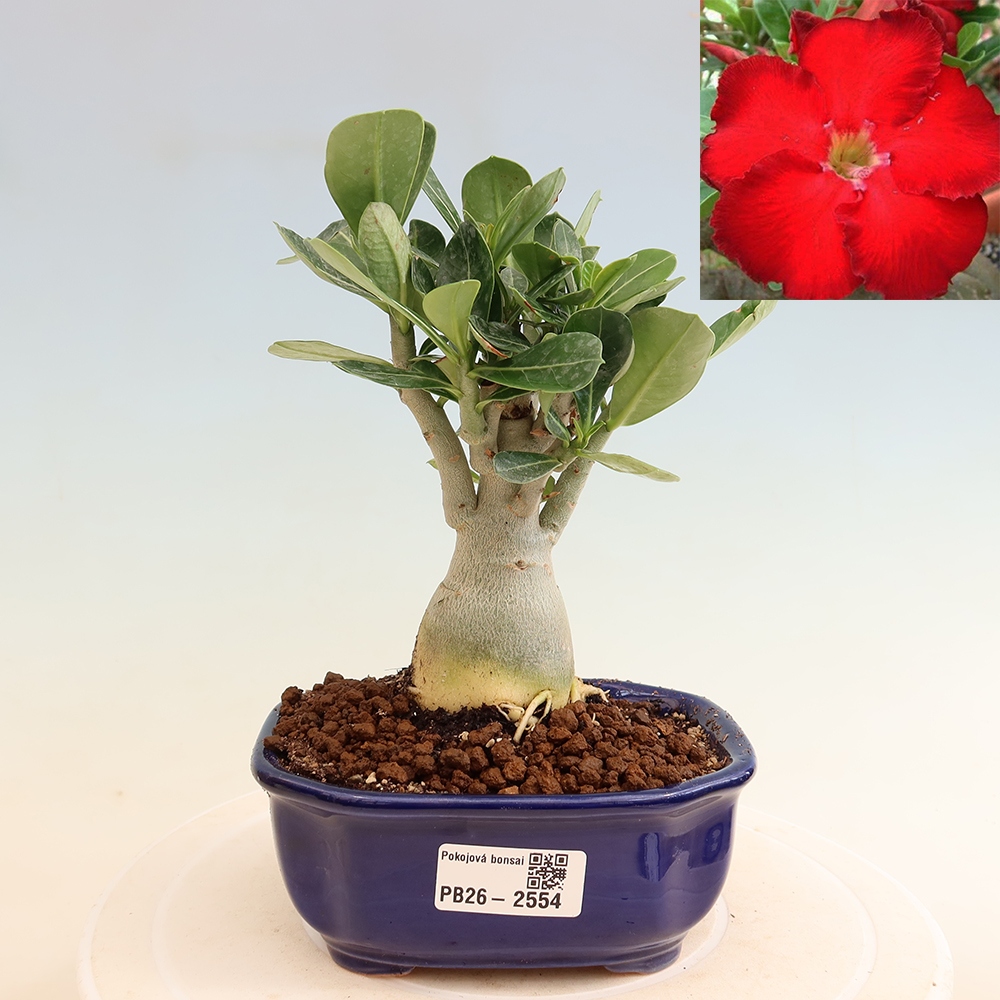 Pokojová bonsai - Adenium obesum Red Star - Pouštní růže