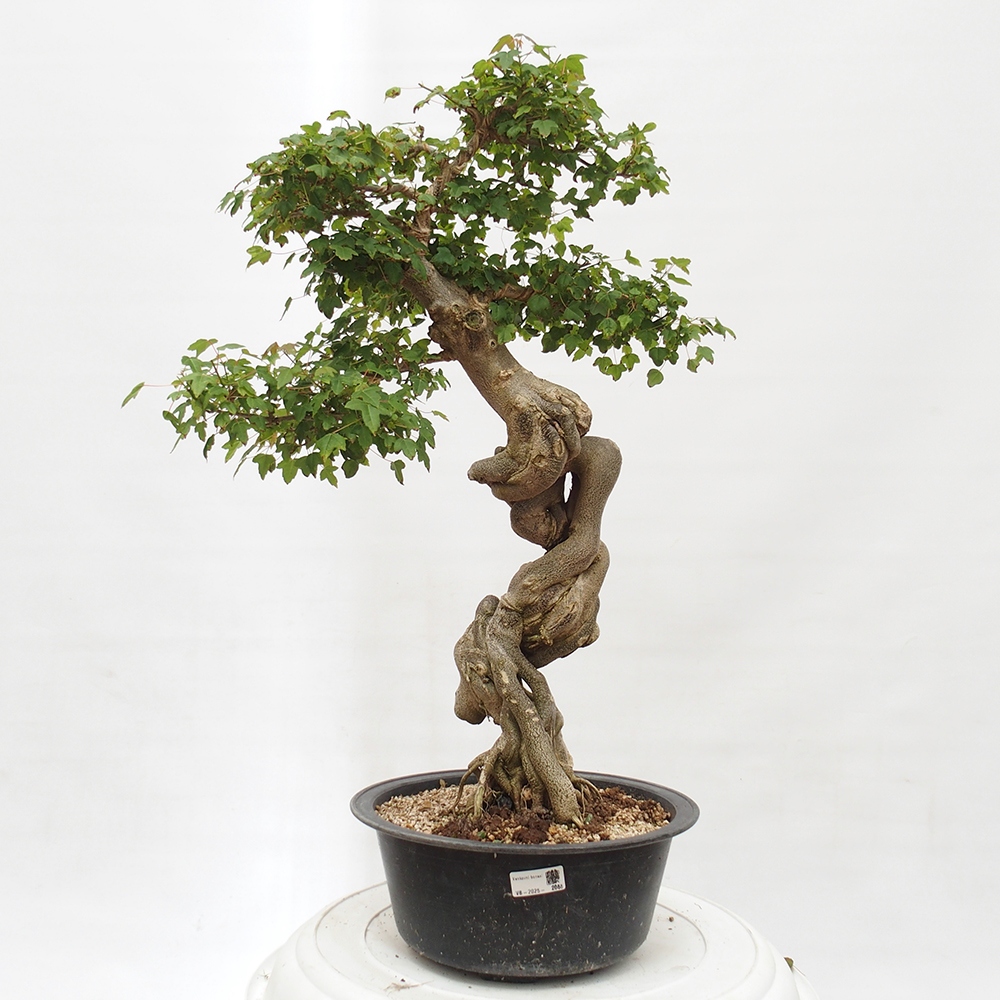 Venkovní bonsai - Acer Buergerianum - Javor Burgerův