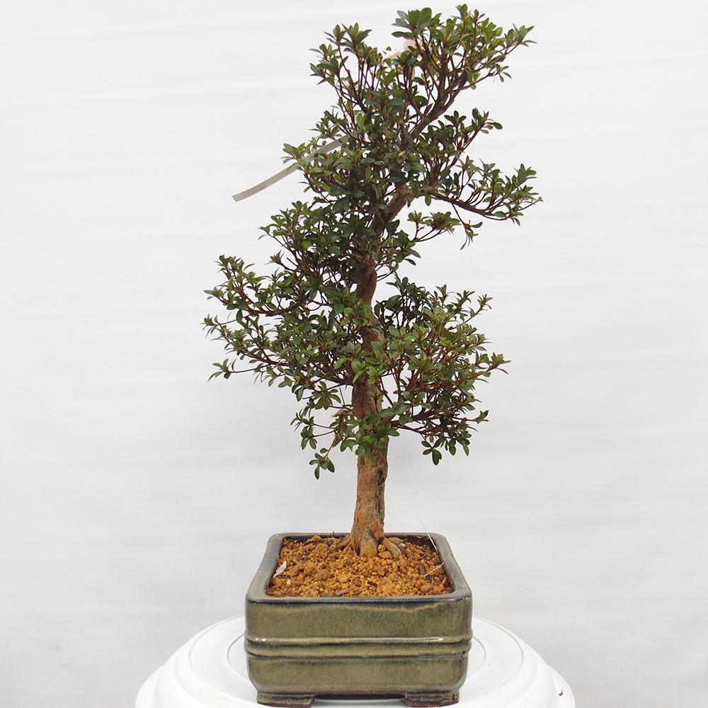 Venkovní bonsai - Japonská azalka - Azalea Hanatsuzuri
