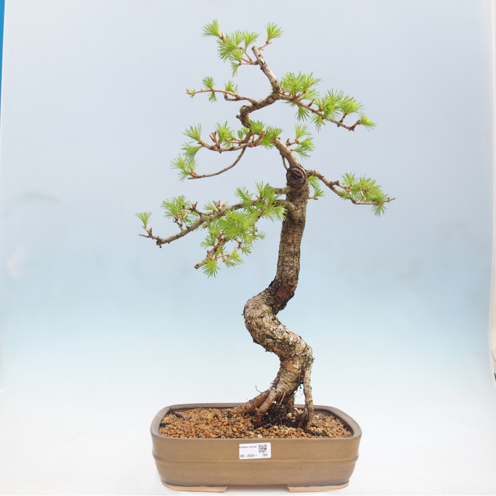 Venkovní bonsai -Larix decidua - Modřín opadavý 