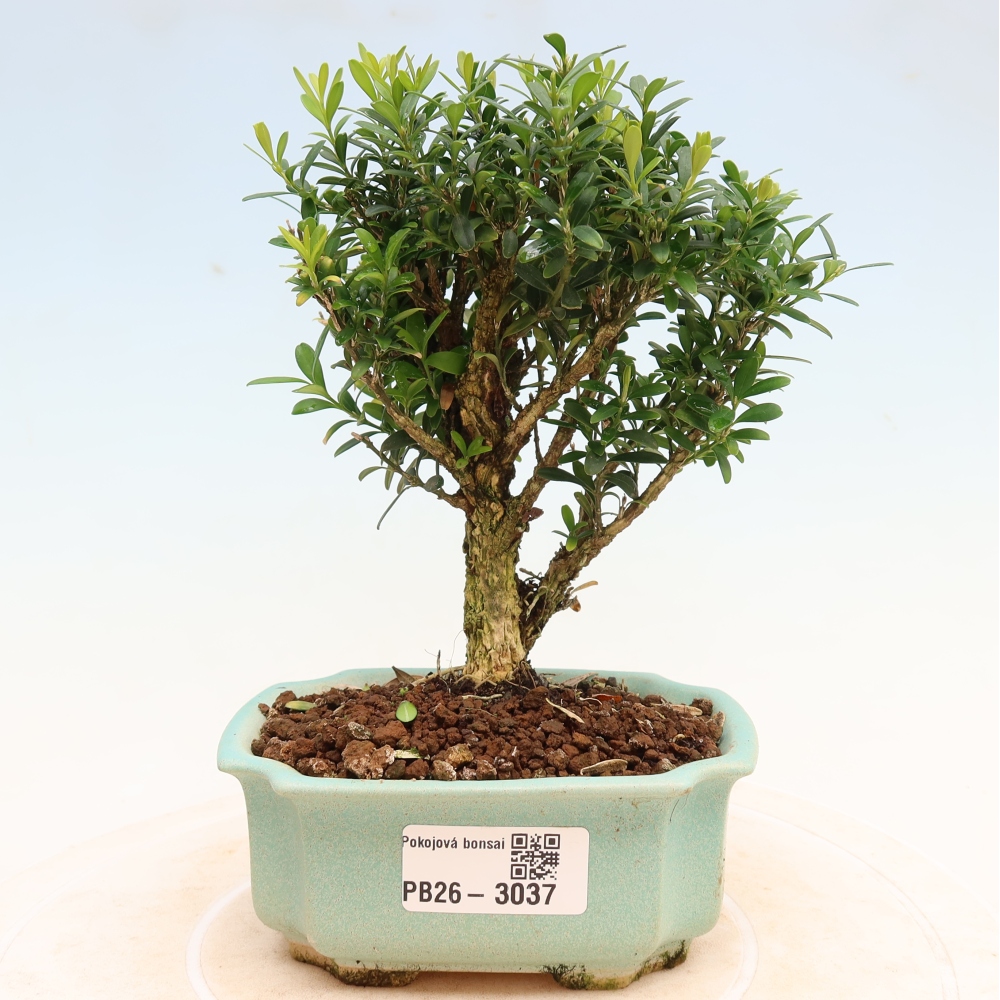 Pokojová bonsai - Buxus harlandii -korkový buxus