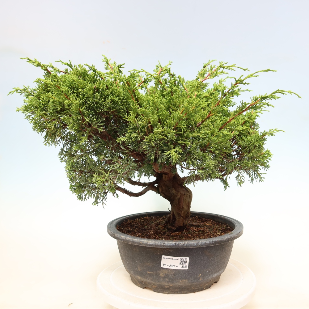 Venkovní bonsai - Juniperus chinensis Itoigawa-Jalovec čínský