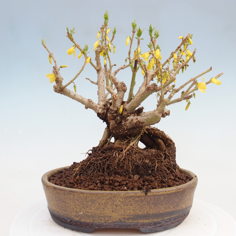 Venkovní bonsai - Zlatice - Forsythia koreana