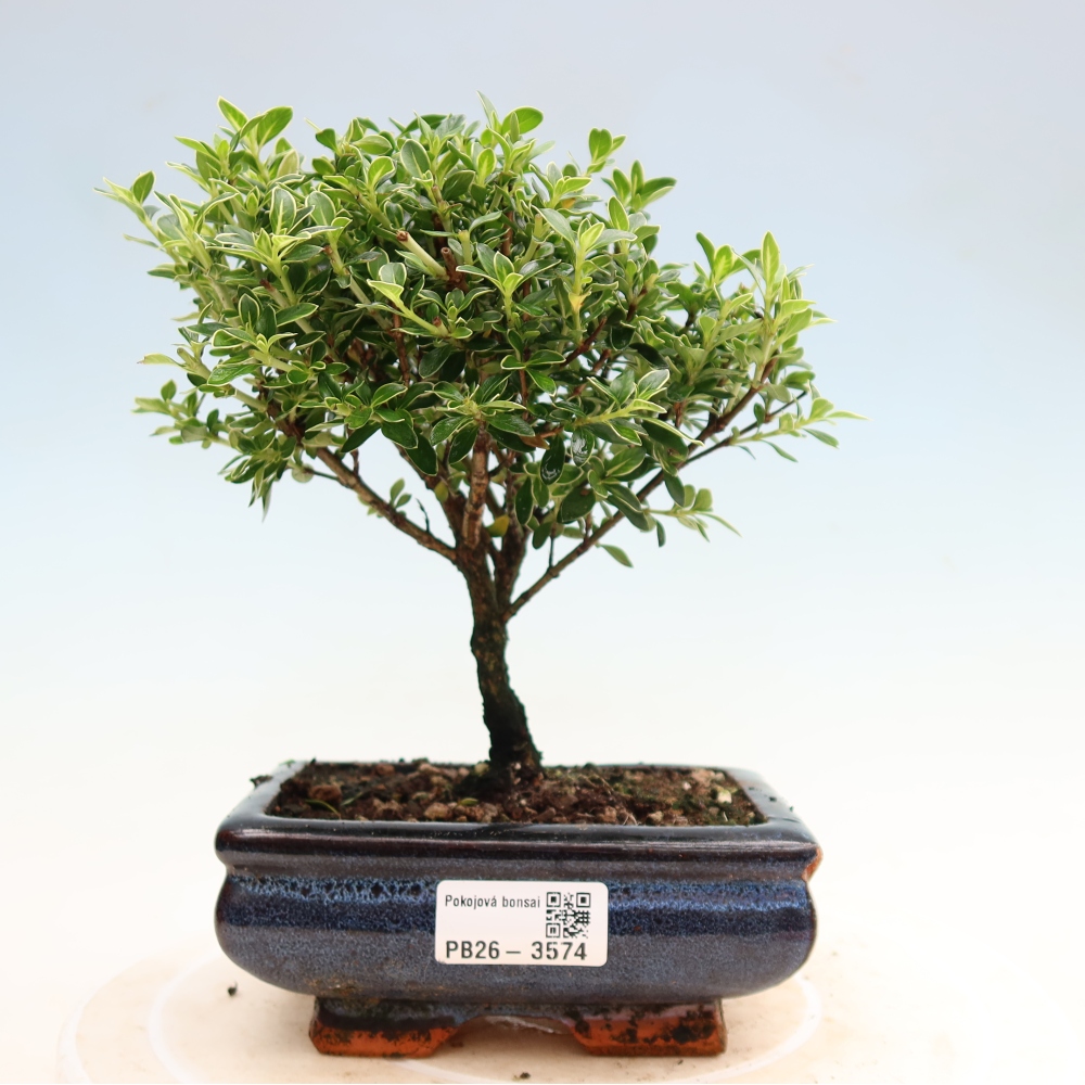Pokojová bonsai - Serissa foetida Variegata - Strom tisíce hvězd