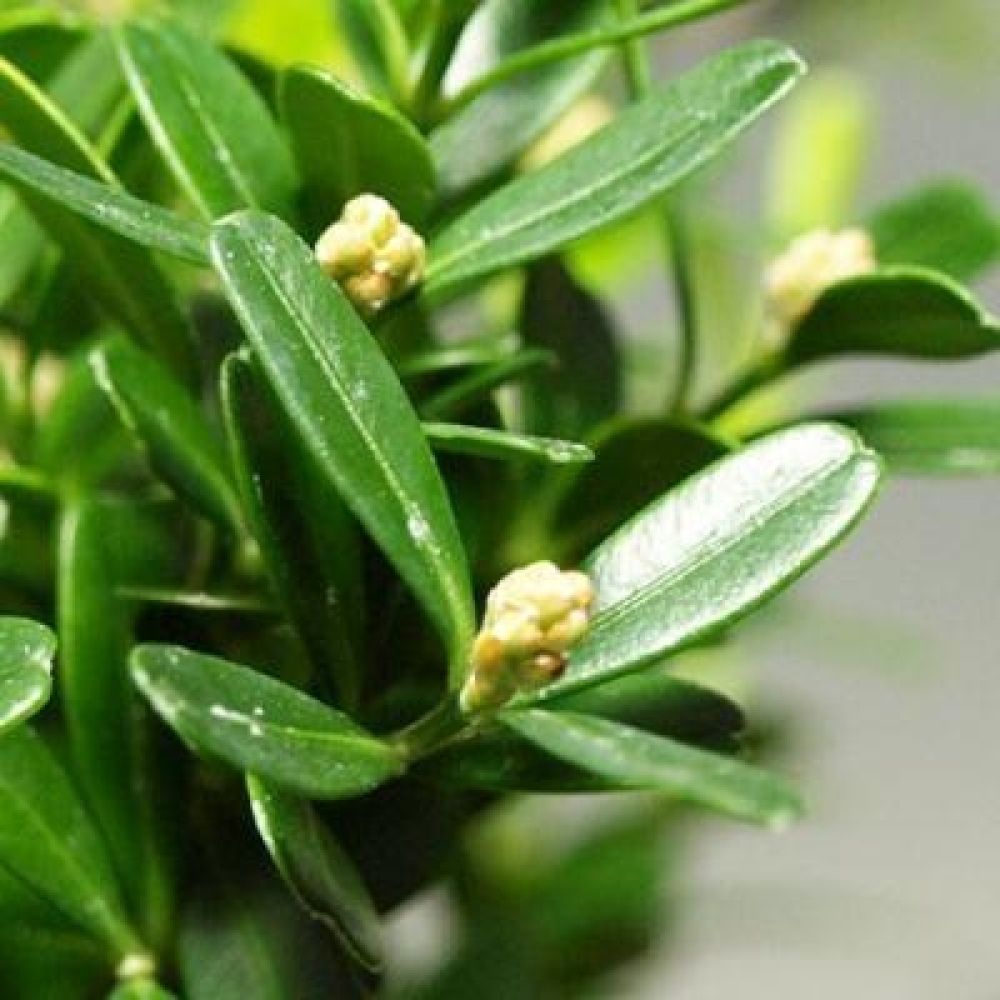 Kokedama s podmiskou - Buxus harlandii -korkový buxus	