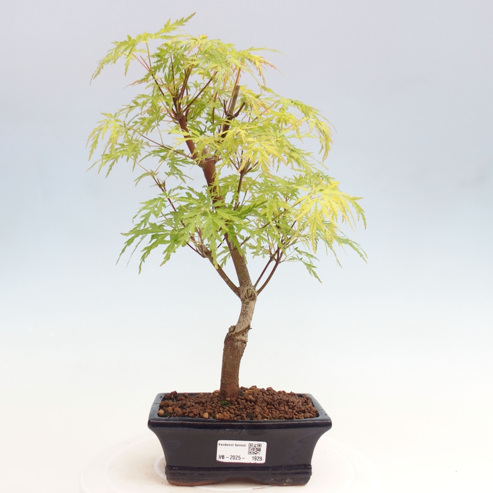 Venkovní bonsai - Acer palmatum Dissectum - Javor dlanitolistý 