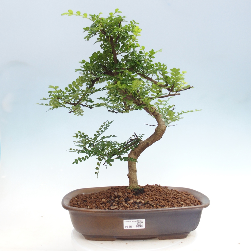 Pokojová bonsai - Zantoxylum piperitum - pepřovník