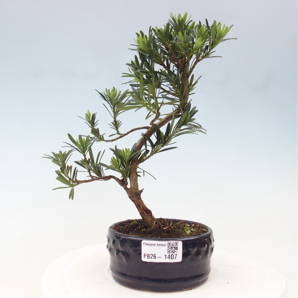 Pokojová bonsai - Podocarpus - Kamenný tis
