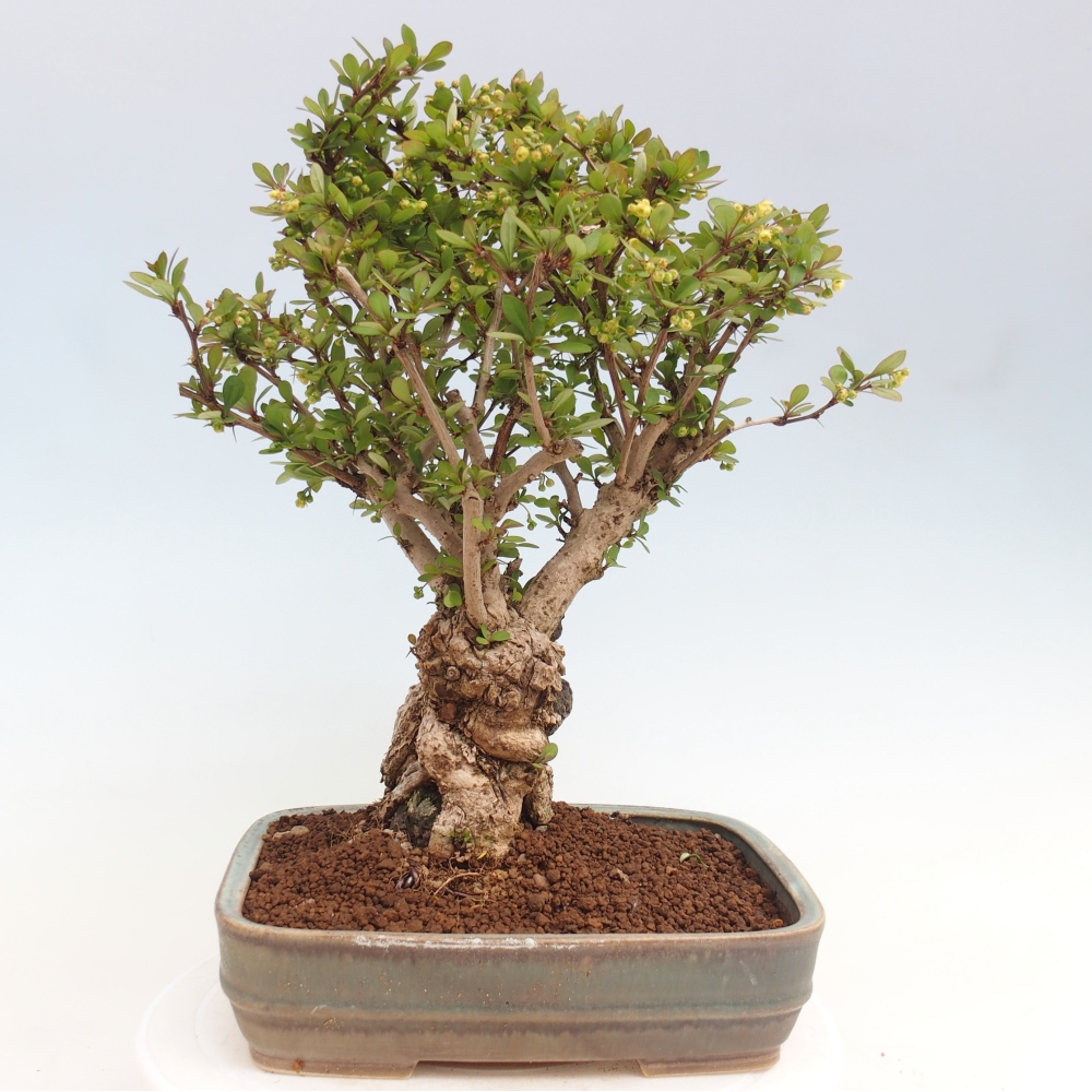 Venkovní bonsai - Berberis coreana - Dřištál korejský