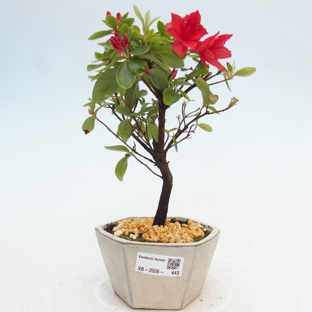 Venkovní bonsai - Japonská azalka - Azalea sp.
