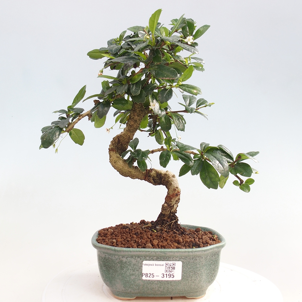 Pokojová bonsai - Carmona macrophylla - Čaj fuki