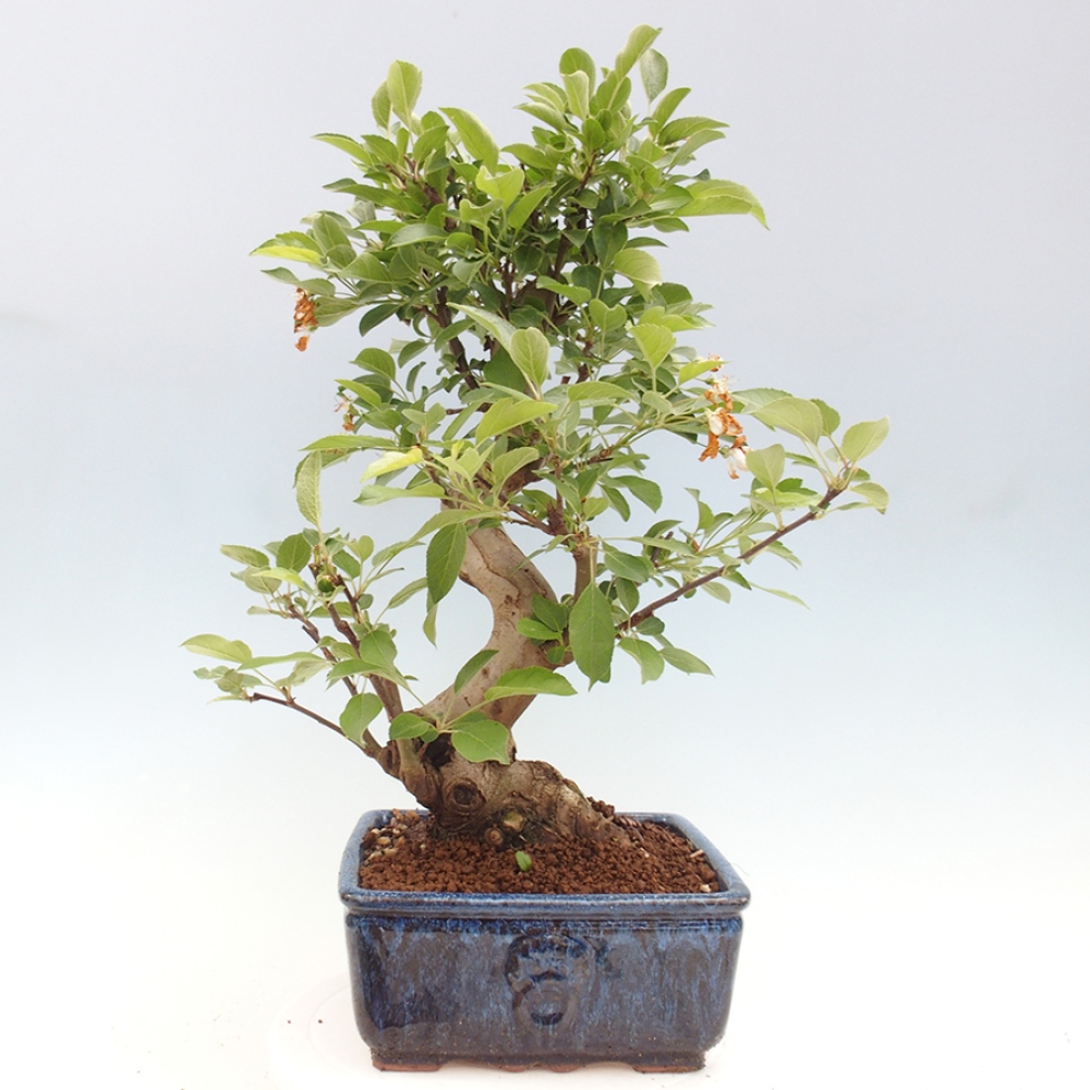 Venkovní bonsai -Malus halliana - Maloplodá jabloň