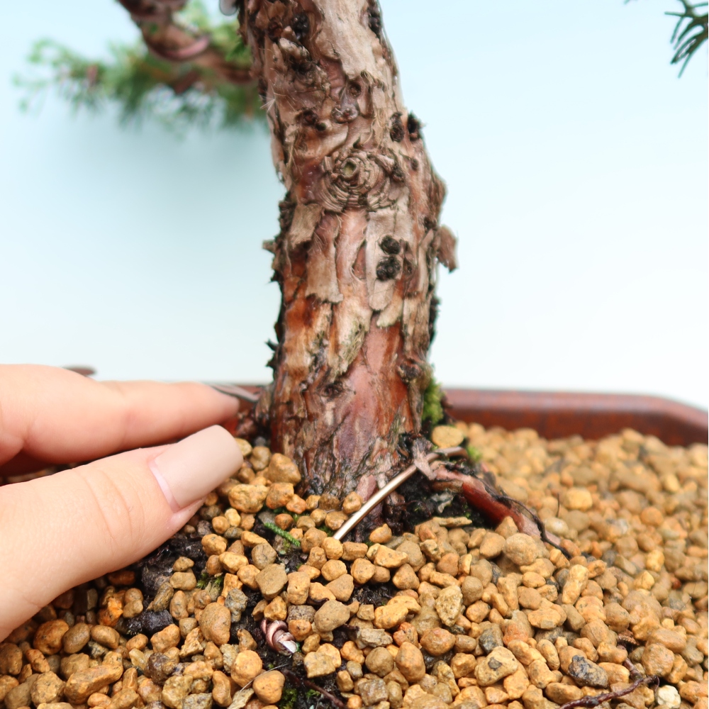 Venkovní bonsai - Juniperus chinensis Kishu -Jalovec čínský