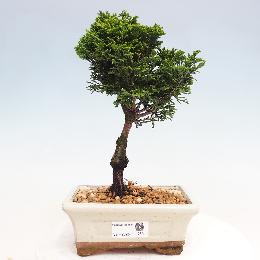 Venkovní bonsai - Cham.pis obtusa Nana Gracilis - Cypřišek