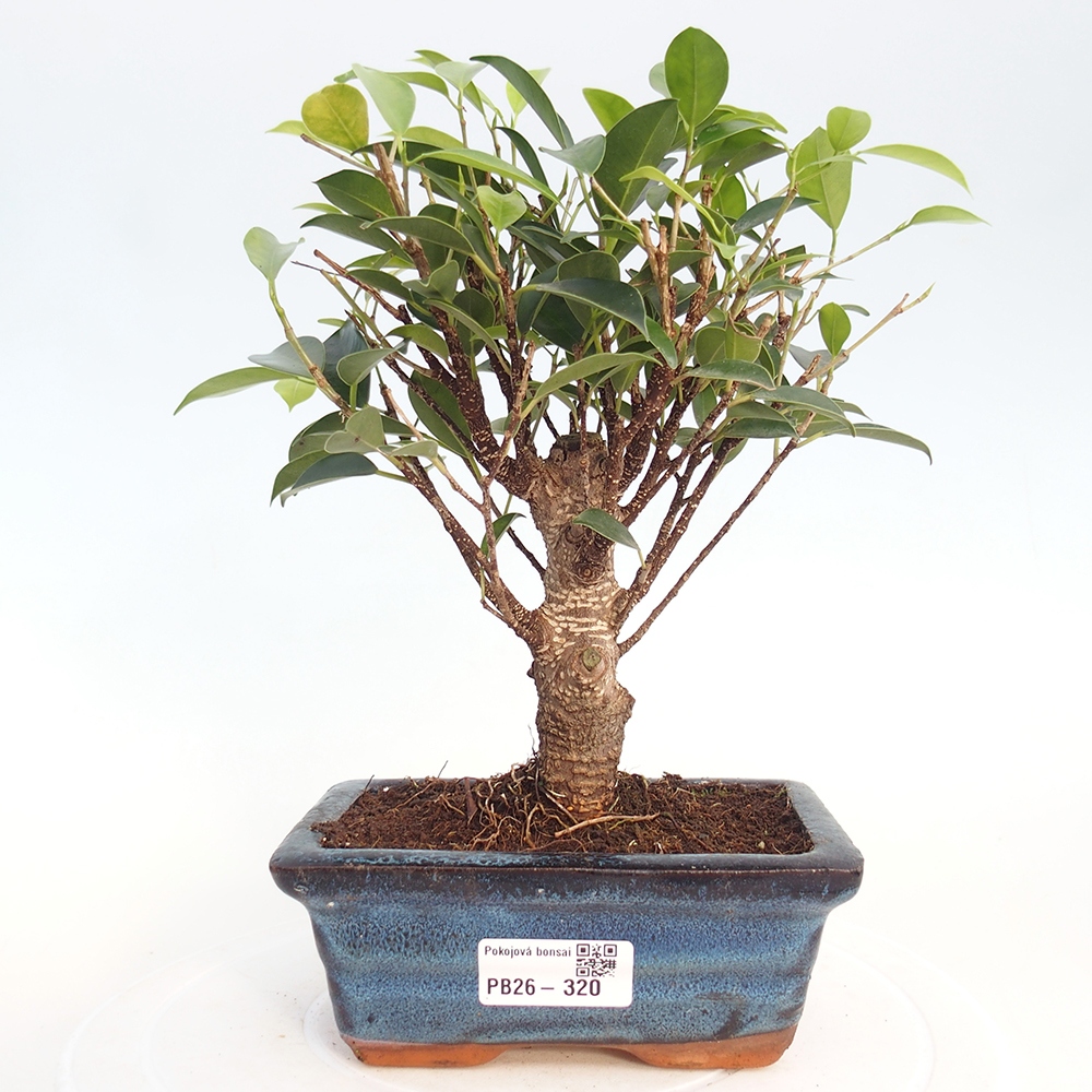 Pokojová bonsai - Ficus retusa -  malolistý fíkus